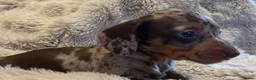 Miniature Dachshund dogs for sale: 🩷LAST TWO LEFT💙  KC Miniature Dachshund Puppies  - Advert 10