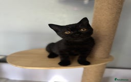 British Shorthair cats for sale: Last charming British shorthairKitten Available - Image 6