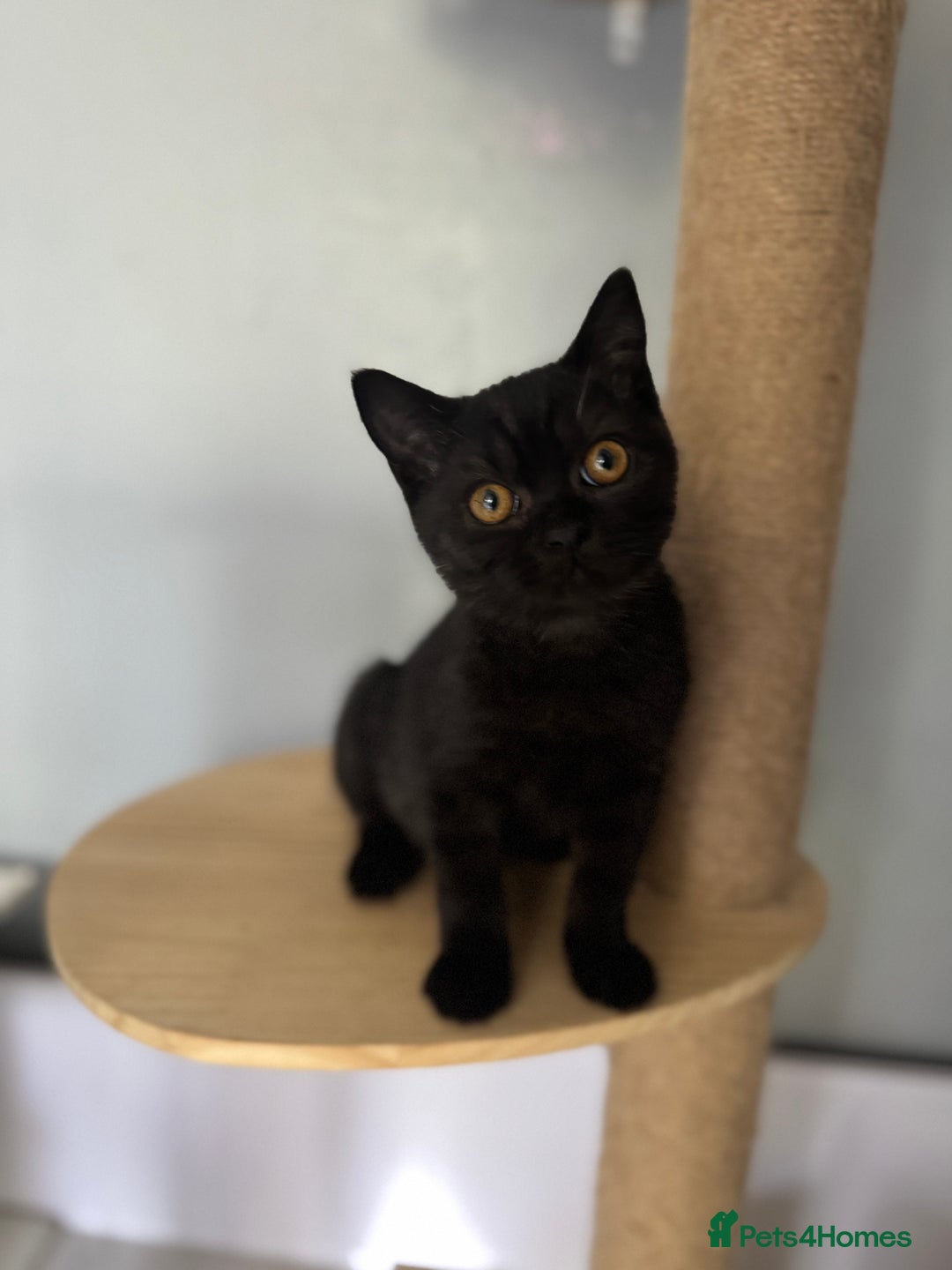 British Shorthair cats for sale: Last charming British shorthairKitten Available - Image 6