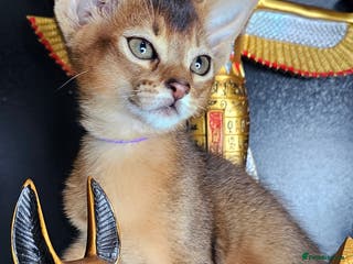 Abyssinian cats Abyssinian kittens for sale left 2kittens - Advert 1