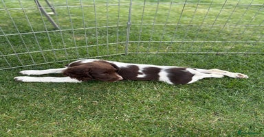 English Springer Spaniel dogs - Advert 6