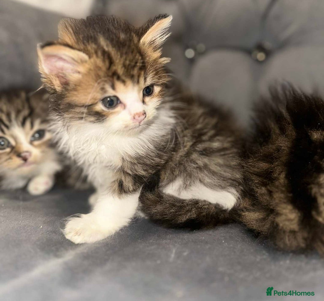 Siberian cats for sale: Kittens for sale bradford - Advert 11