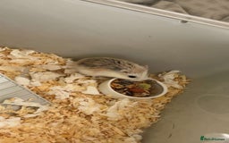 Hamster rodents for sale: 2 hamsters for sale - Image 5