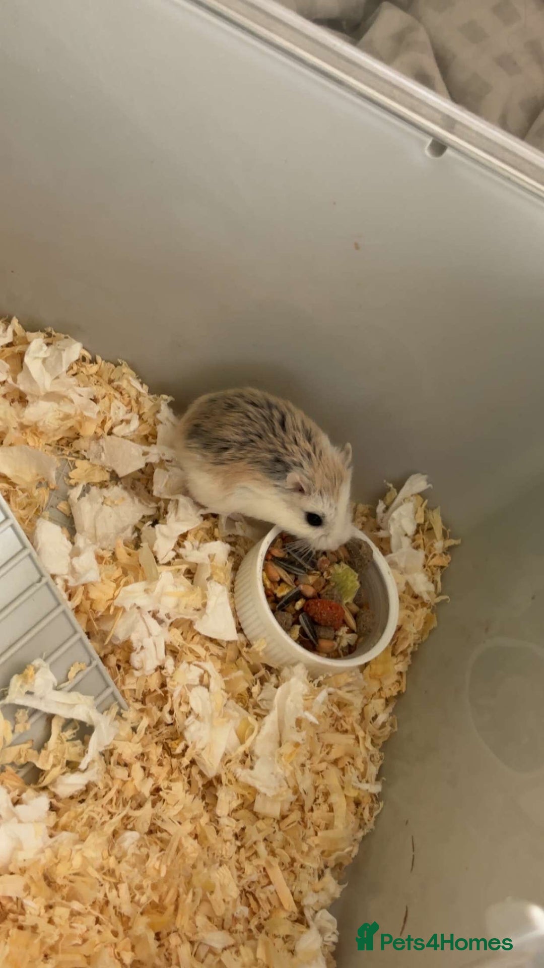Hamster rodents for sale: 2 hamsters for sale - Image 5