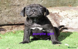 Cane Corso dogs for sale: 5 beautiful cane corso puppies  - Image 2