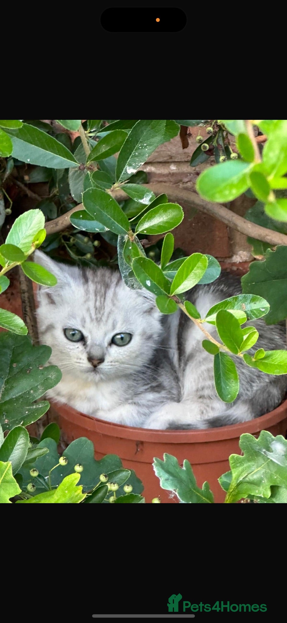 British Shorthair cats Stunning kittens for sale  - Advert 15