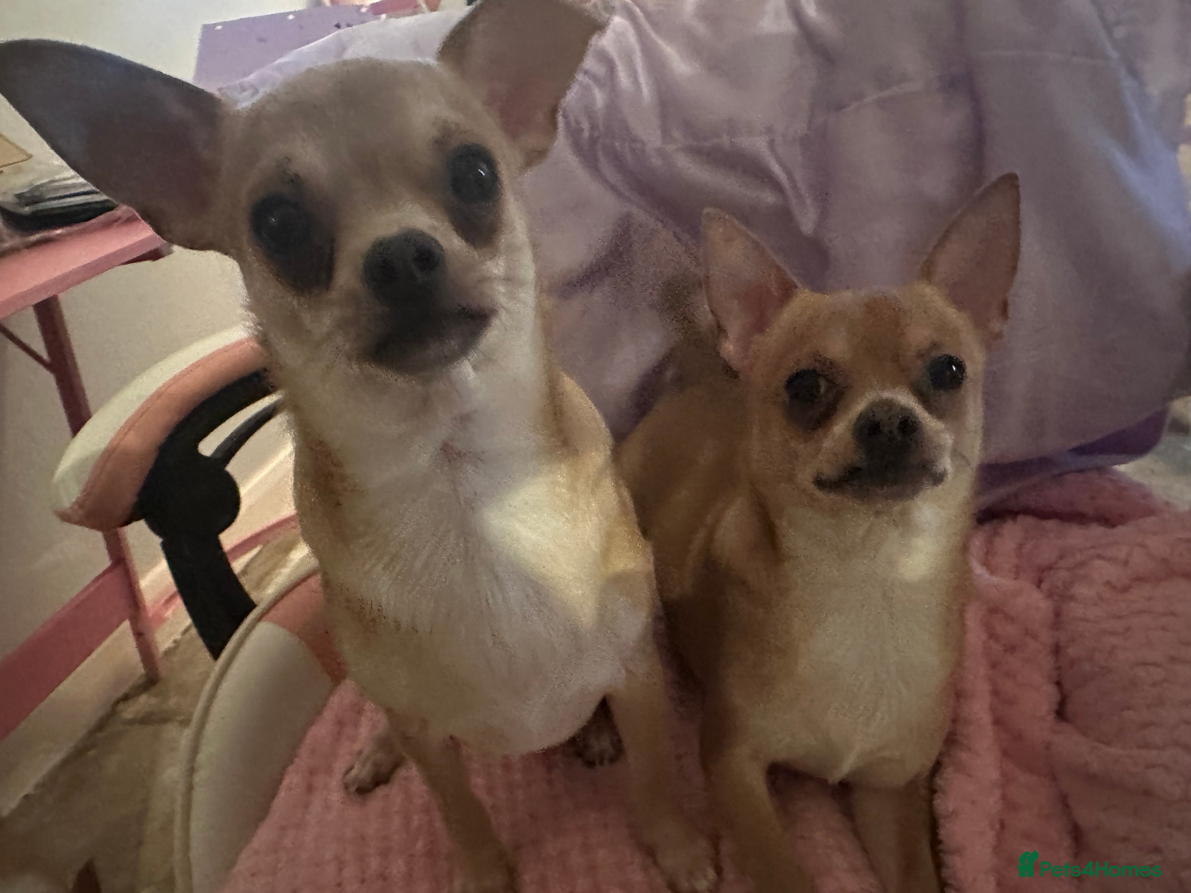Mixed Breed dogs 2 boy chihuahua 8 months old  - Advert 1