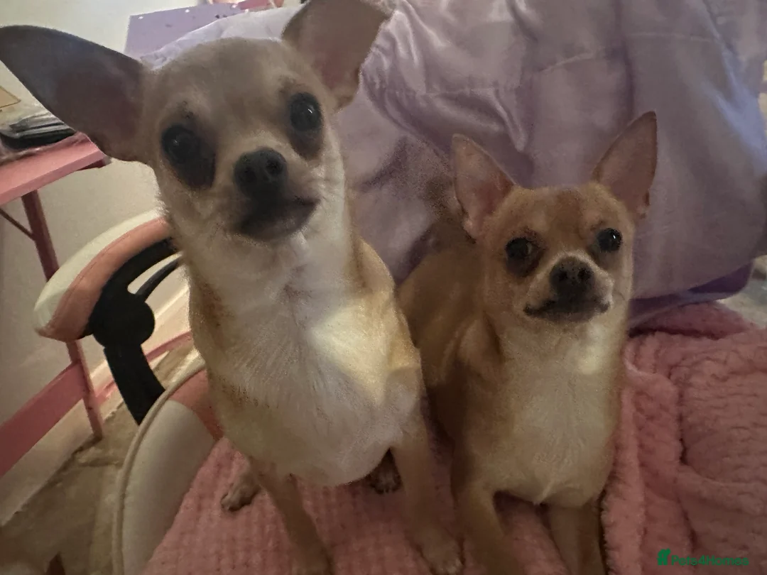 Mixed Breed dogs for sale: 2 boy chihuahua 8 months old  - Advert 1