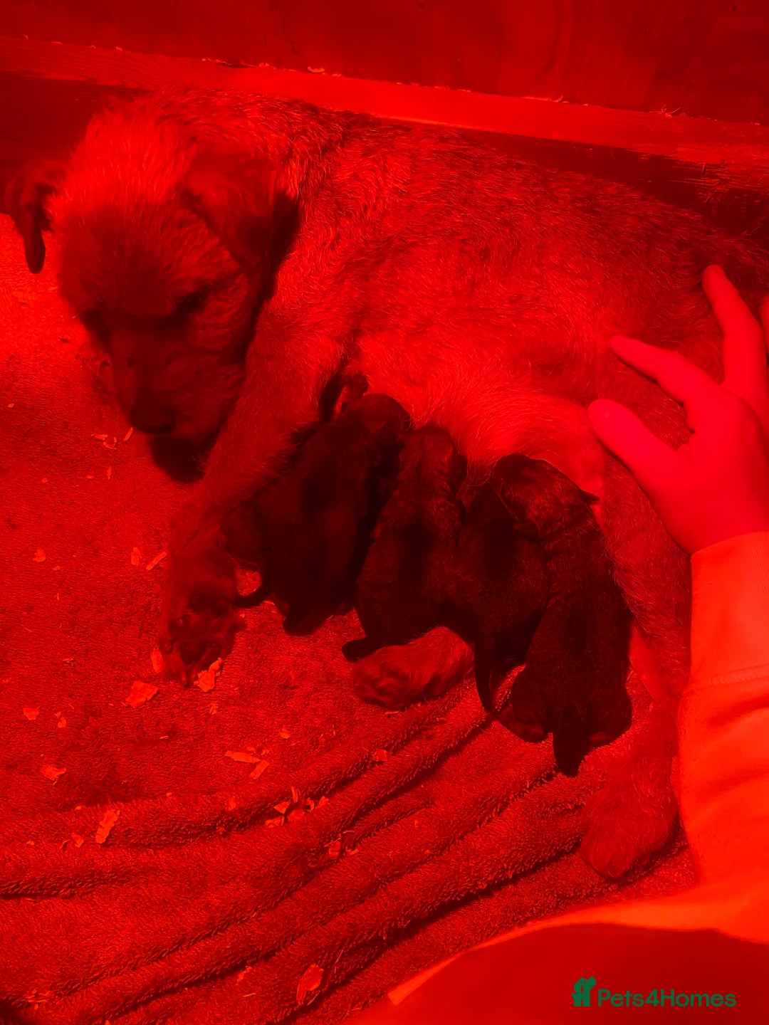 Lakeland Terrier dogs for sale: Red Working Type Lakeland Terrier Male For Sale - Advert 10