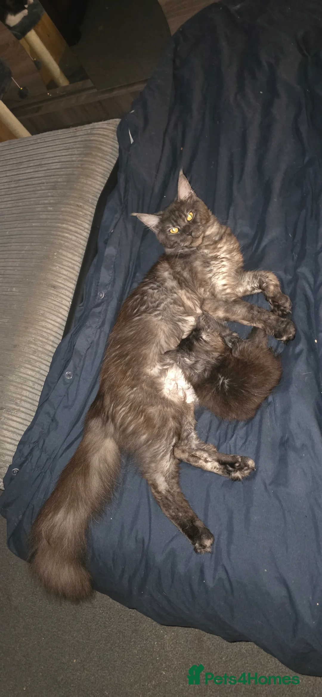 Gallery Image {{count}}