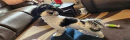 Havanese dogs for sale: Beautiful Havanese Puppies Ready Now - Advert 1