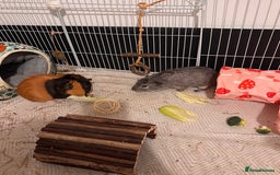 Guinea Pig rodents for sale: 2 male guinea pigs and setup - Advert 3