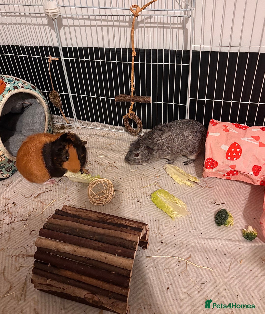 Guinea Pig rodents for sale: 2 male guinea pigs and setup - Advert 3