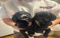 Cockapoo dogs for sale: Super cute spaniel x miniature poodle - Image 14