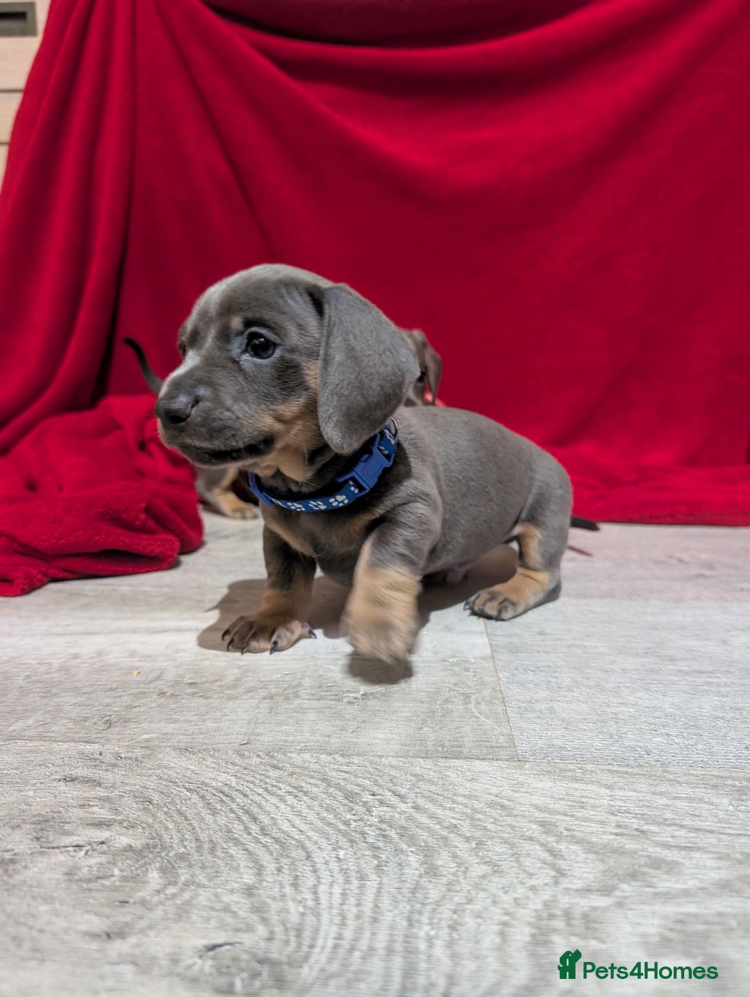 Miniature Dachshund dogs for sale: Miniature dashunds blue and tan - Advert 1