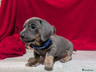 Miniature Dachshund dogs Miniature dashunds blue and tan - Advert 1