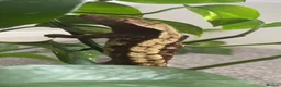 Gecko reptiles for sale: Male crested gecko  in Littlehampton - Advert 4
