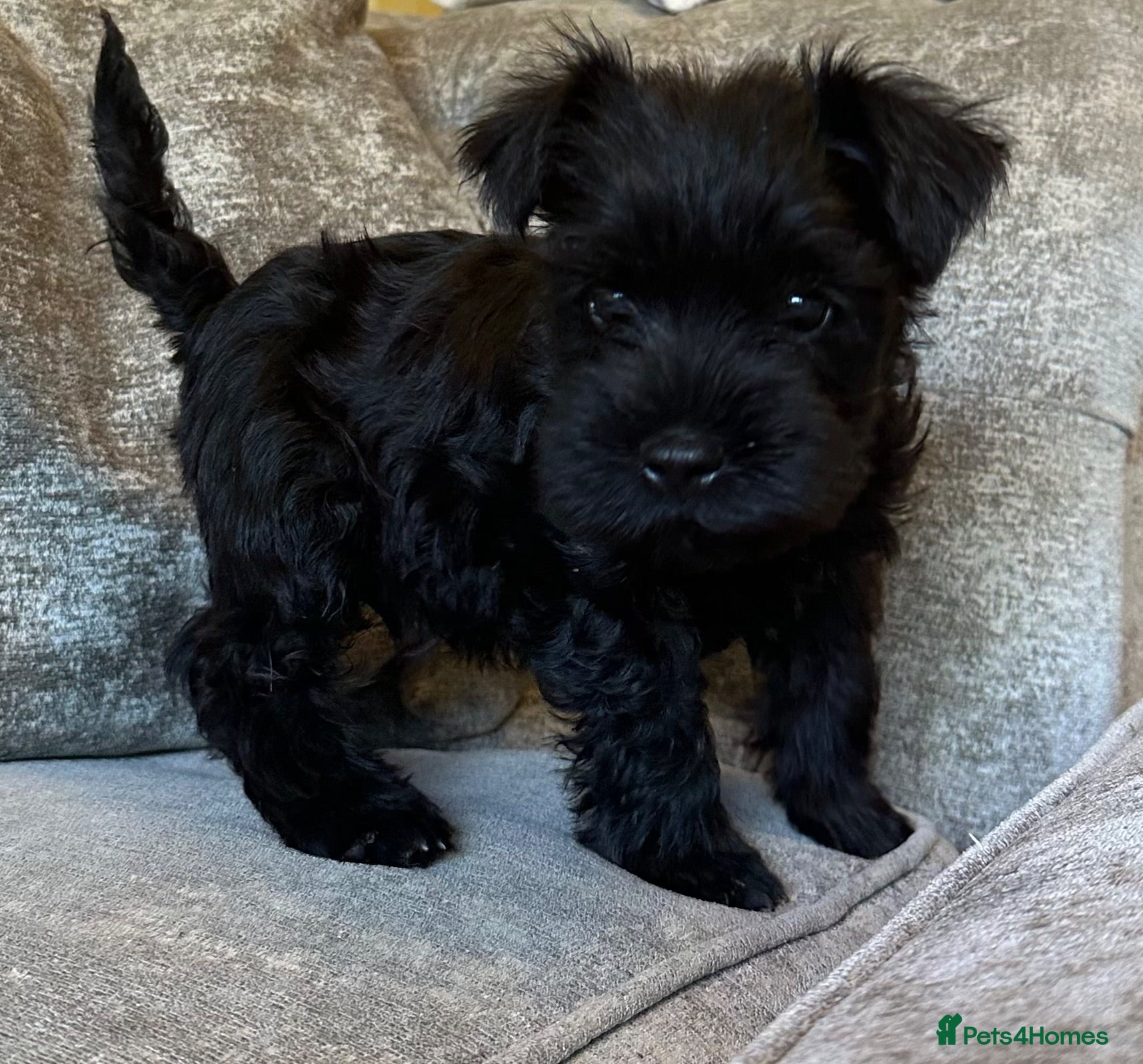 Miniature Schnauzer dogs 🌟 Exceptional KC Miniature Schnauzer Puppies 🌟 - Advert 2