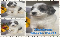 Schnoodle dogs for sale: Stunning F1 Mega Coat Parti Merle Schnoodles  - Image 1