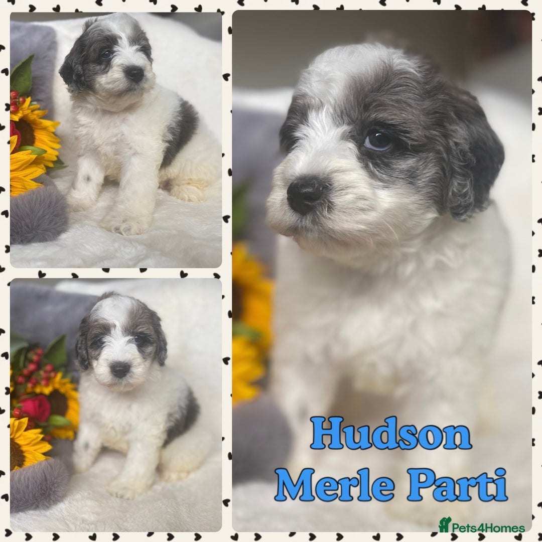 Schnoodle dogs for sale: Stunning F1 Mega Coat Parti Merle Schnoodles  - Image 1