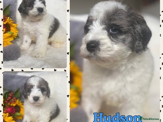 Schnoodle dogs - Advert 9