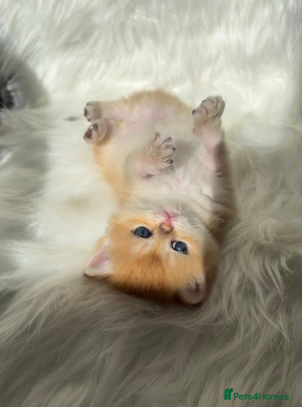 British Shorthair cats Scrumptious GCCF Reg NY12 Golden Chinchilla Girl  - Advert 11