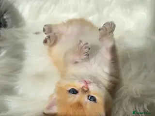 British Shorthair cats Scrumptious GCCF Reg NY12 Golden Chinchilla Girl - Advert 10