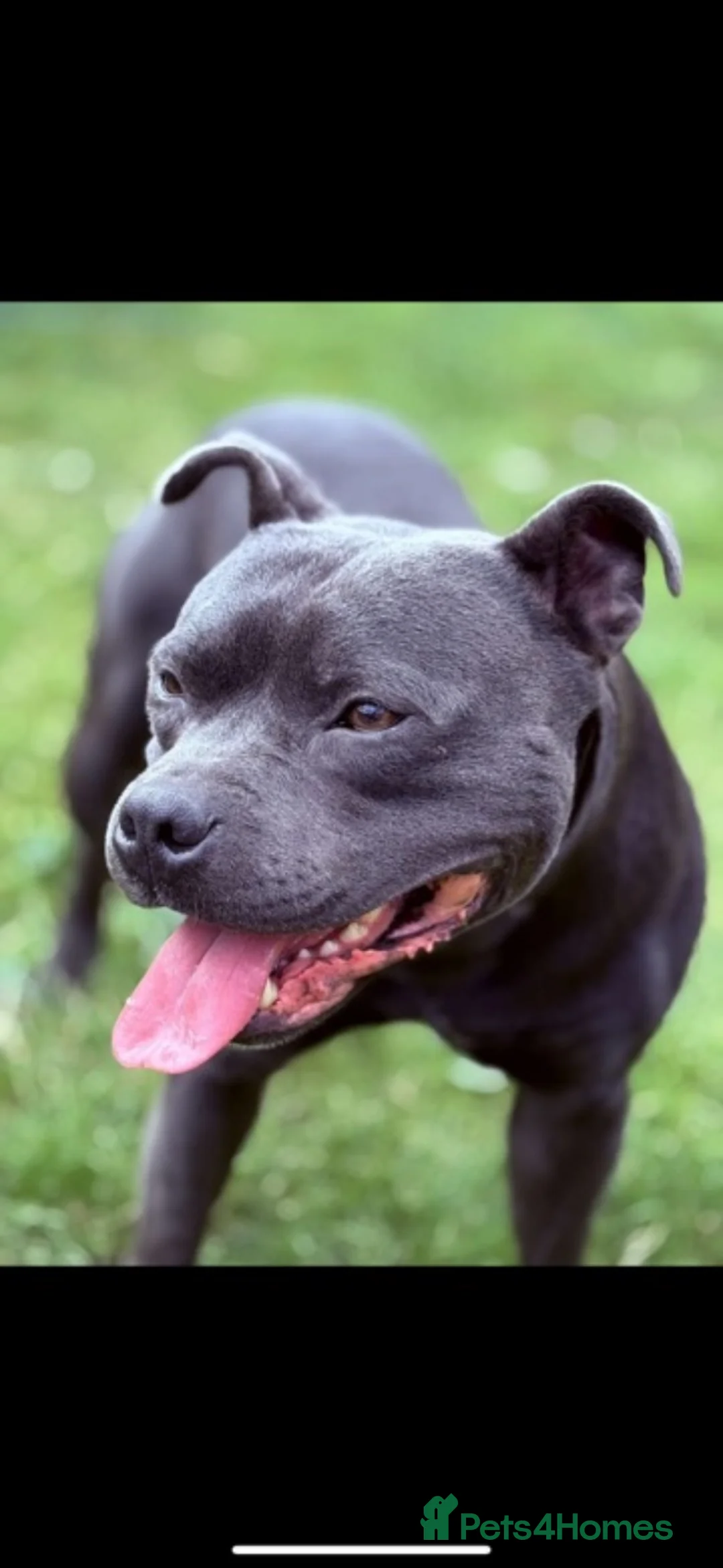 Staffordshire Bull Terrier dogs for sale: Blue staff male  - Advert 1