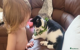 Mixed Breed cats for sale: Hella and Loki - Image 7