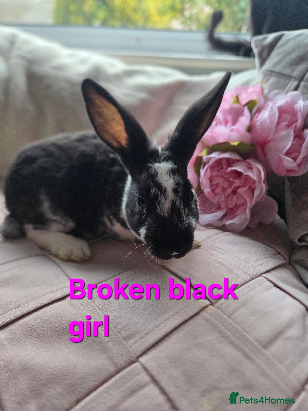 Rex rabbits for sale: 🐰 Beautiful mini rex babies 🐰 - Advert 6