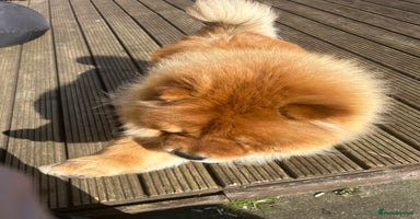 Chow Chow dogs - Advert 10