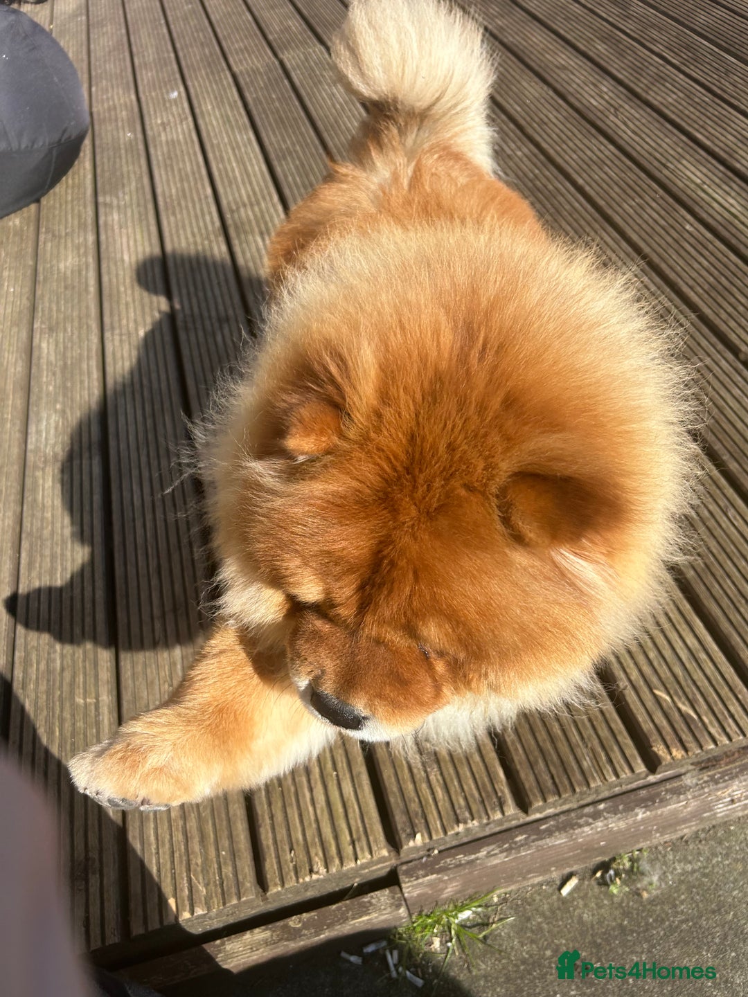 Chow Chow dogs for stud: Chow chow stud - Image 3