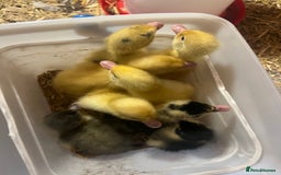 Ducks poultry for sale: 8 duckling for sale al hatched two days ago - Image 1