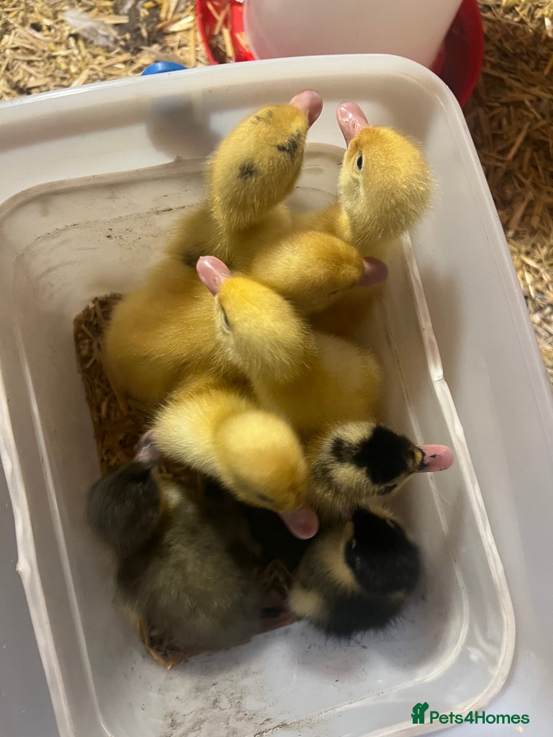 Ducks poultry for sale: 8 duckling for sale al hatched two days ago - Image 1