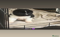 Akita dogs for sale:  American/ Japanese Akitas - Advert 5