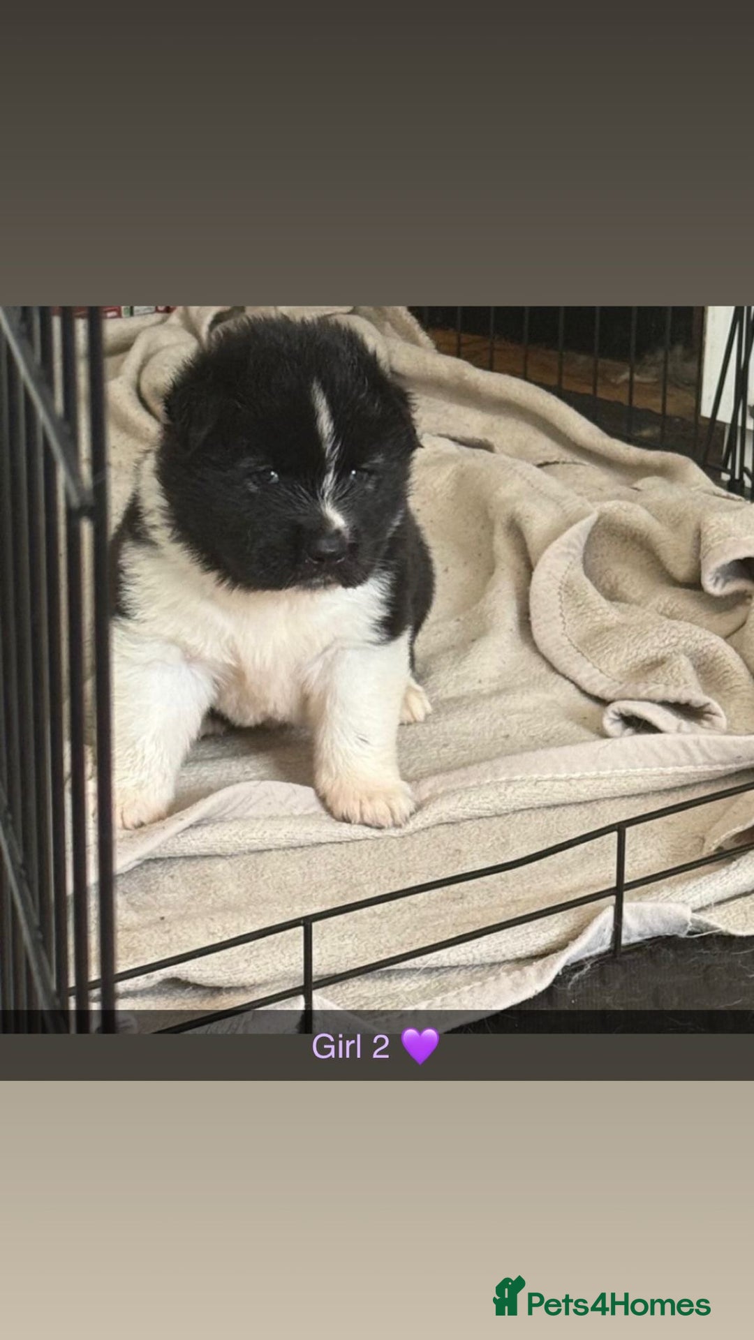 Akita dogs for sale:  American/ Japanese Akitas - Advert 5