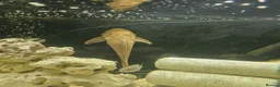 Cichlids fish for sale: Fish for sale in Milton Keynes - Advert 17