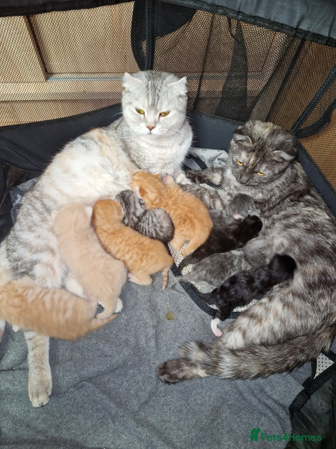 Scottish Fold cats for sale: Scottish fold kittens with straight ears - Advert 1