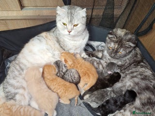 Scottish Fold cats Scottish fold kittens with straight ears - Advert 2