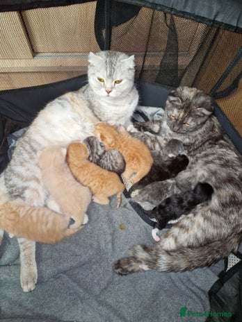 Scottish Fold cats Scottish fold kittens with straight ears - Advert 7