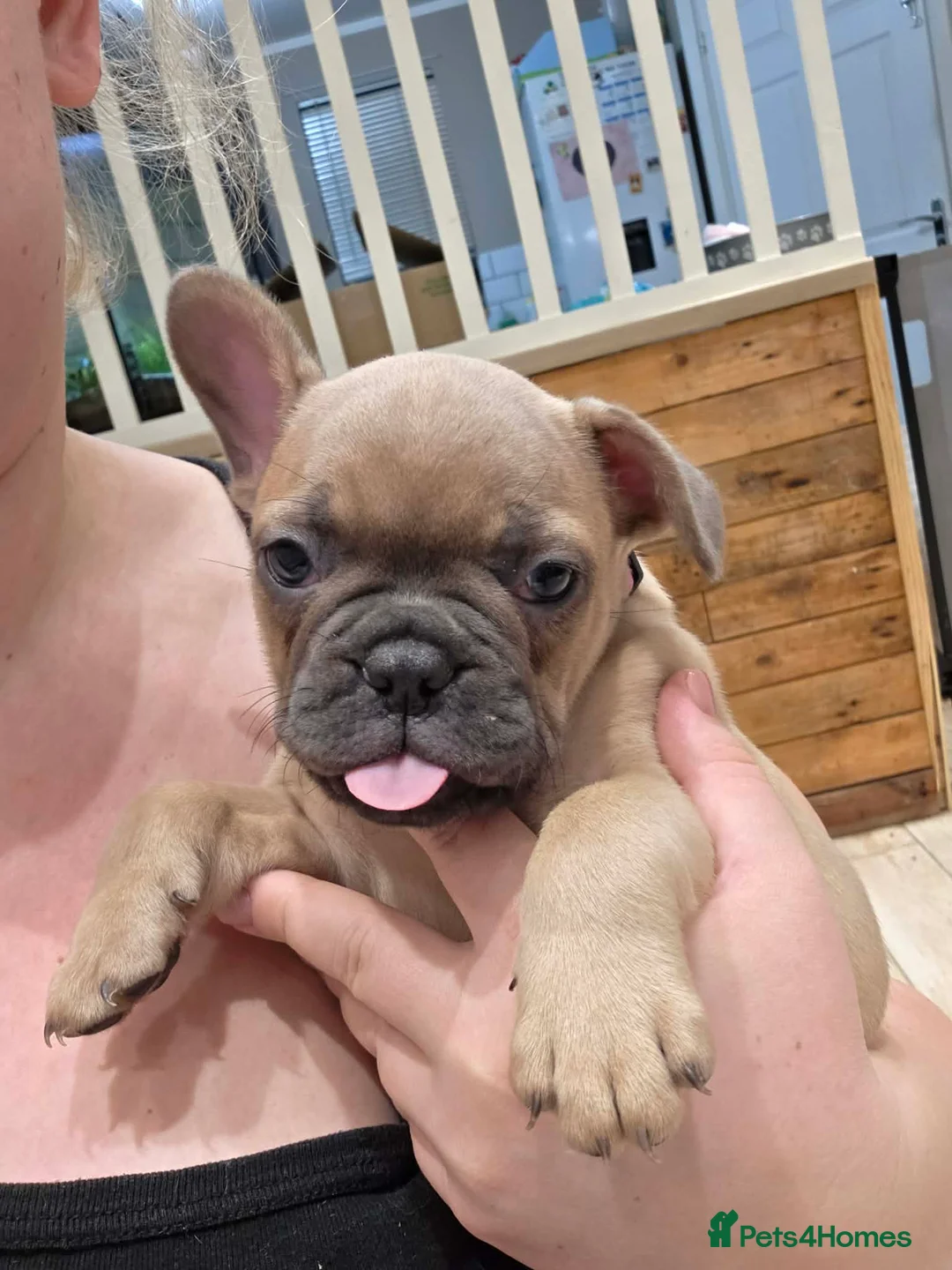 French Bulldog dogs for sale: French Bulldog  - Advert 1