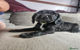 Cocker Spaniel dogs for sale: Beautiful cocker spaniel pups - Image 18