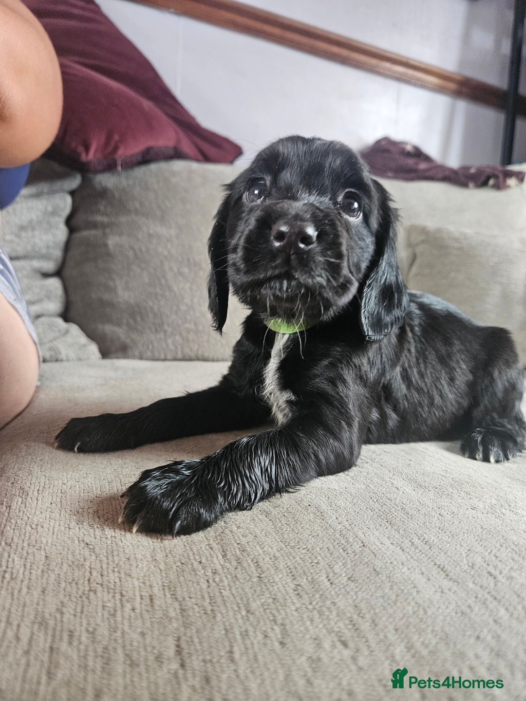Cocker Spaniel dogs for sale: Beautiful cocker spaniel pups - Image 18