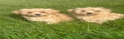 Maltipoo dogs for sale: Exceptional Maltipoos  - Advert 8