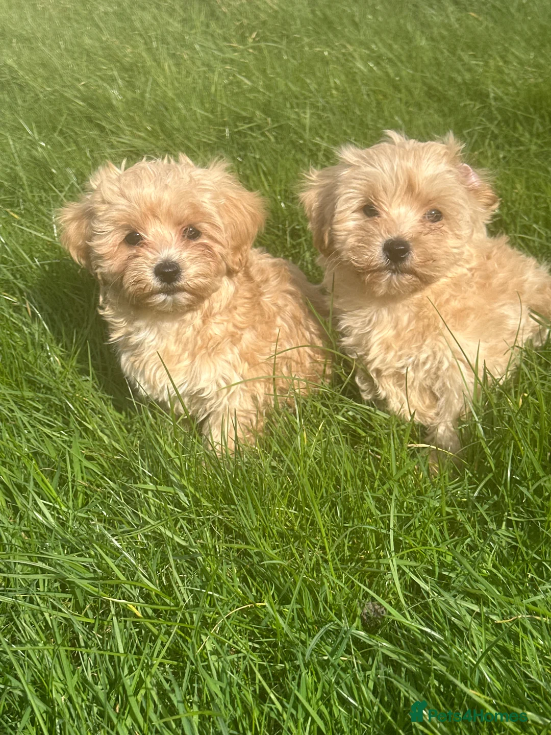 Maltipoo dogs for sale: Exceptional Maltipoos  - Advert 8