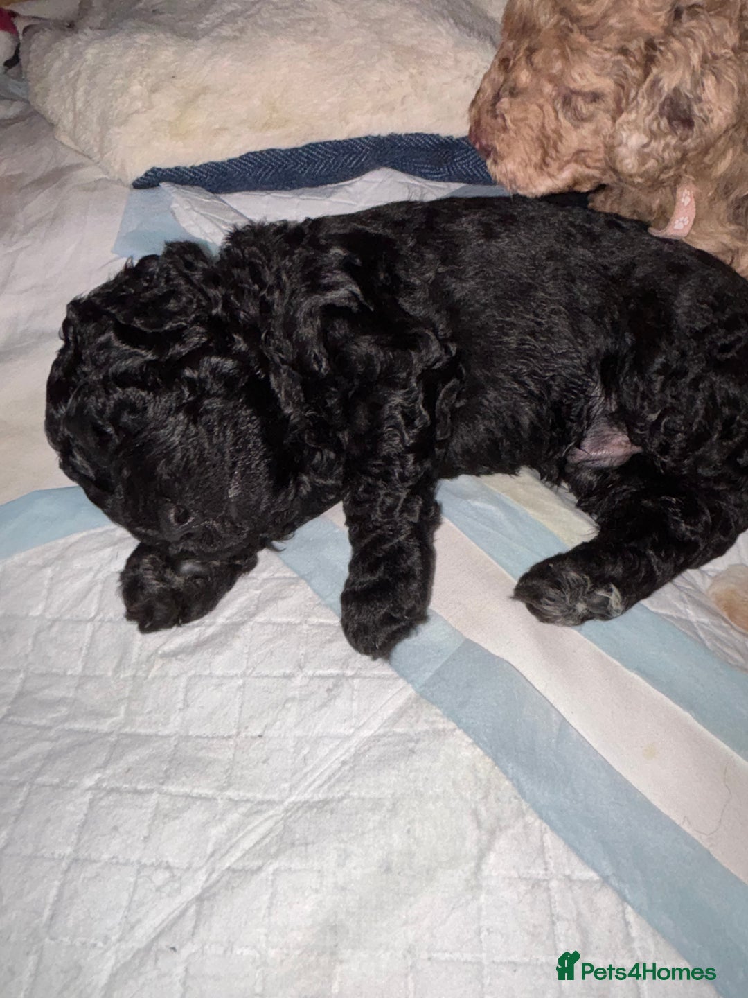 Goldendoodle dogs for sale: F1B Goldendoodle Puppies (SOLD) - Image 20