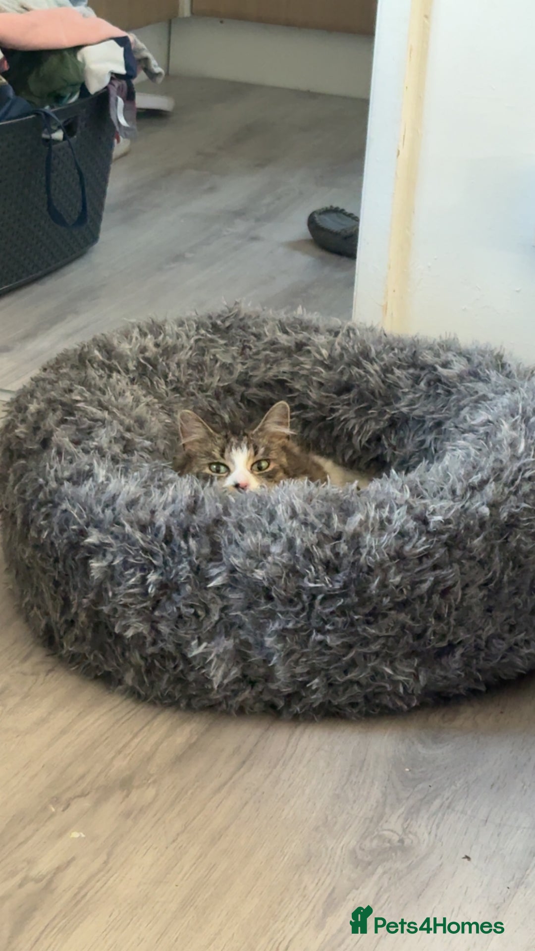 Mixed Breed cats for sale: 3 Kittens for sale  - Image 10