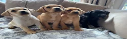 Labrador Retriever dogs for sale:  kc registered Labrador puppies  - Advert 2