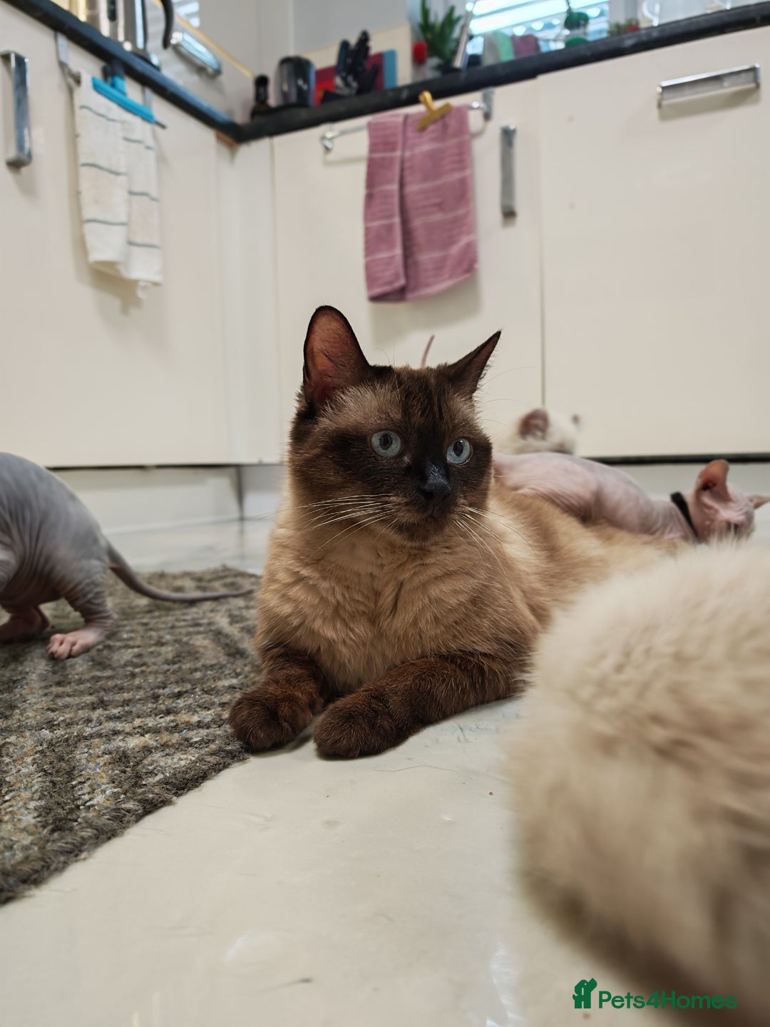 American Curl cats for sale: RARE, Unique, Affectionate American Curl Kittens!  - Advert 2