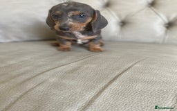 Miniature Dachshund dogs for sale: Miniture dachshund puppies - Image 25